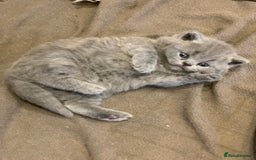 British Shorthair cats for sale: 1 Boy Left-GCCF Pedigr Pure Blue British Shorthair - Image 16