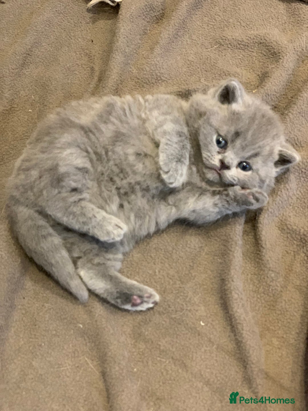British Shorthair cats for sale: 1 Boy Left-GCCF Pedigr Pure Blue British Shorthair - Image 16
