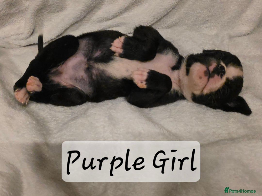 Boxer dogs for sale: Part European quality KC Reg Boxers - Advert 6