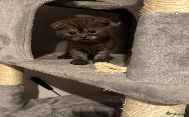 British Shorthair cats Gorgeous British Shorthair/Scottish Fold- last boy - Advert 4