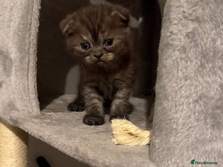 British Shorthair cats Gorgeous British Shorthair/Scottish Fold- last boy - Advert 17