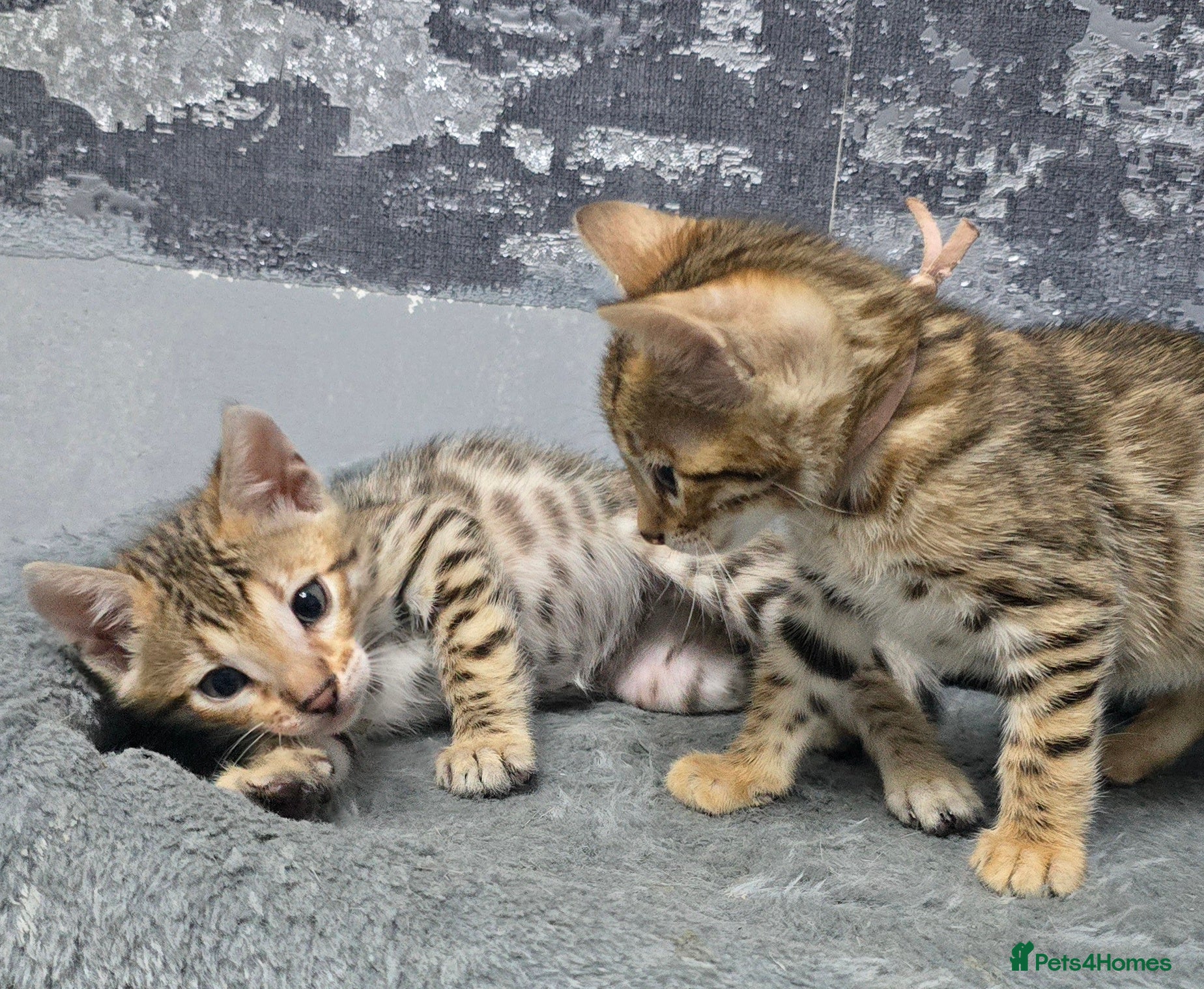 Bengal cats Ready from middle May..TICA girl and boy - Advert 1