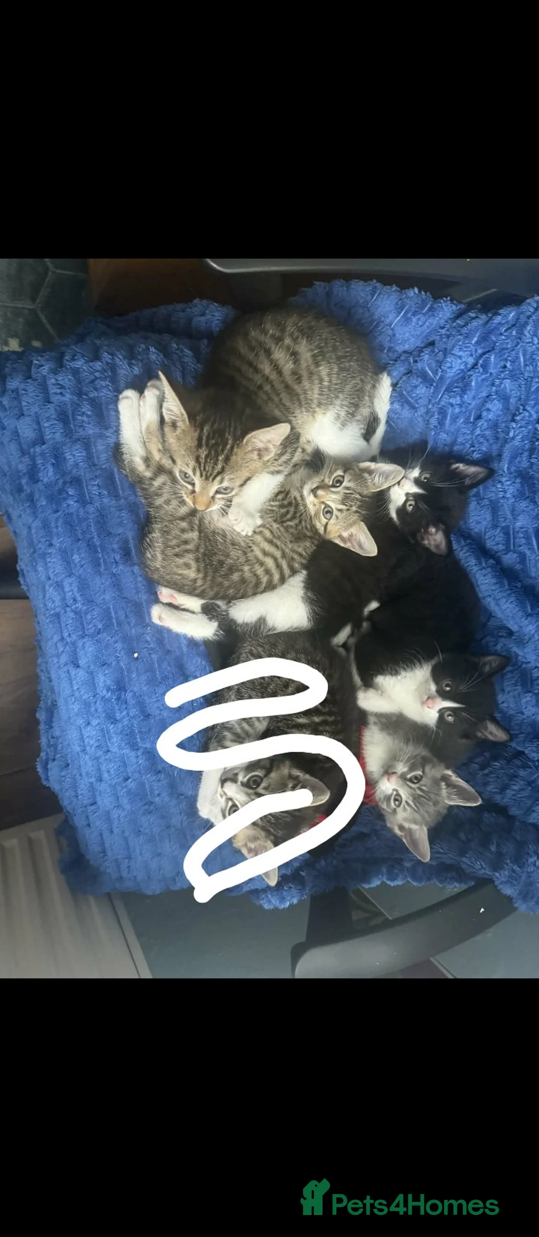 Mixed Breed cats for sale: Kittens for sale  - Advert 2