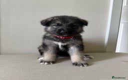 Mixed Breed dogs for sale: Alaskan Malamute x German Shepard Cross puppies - Image 2