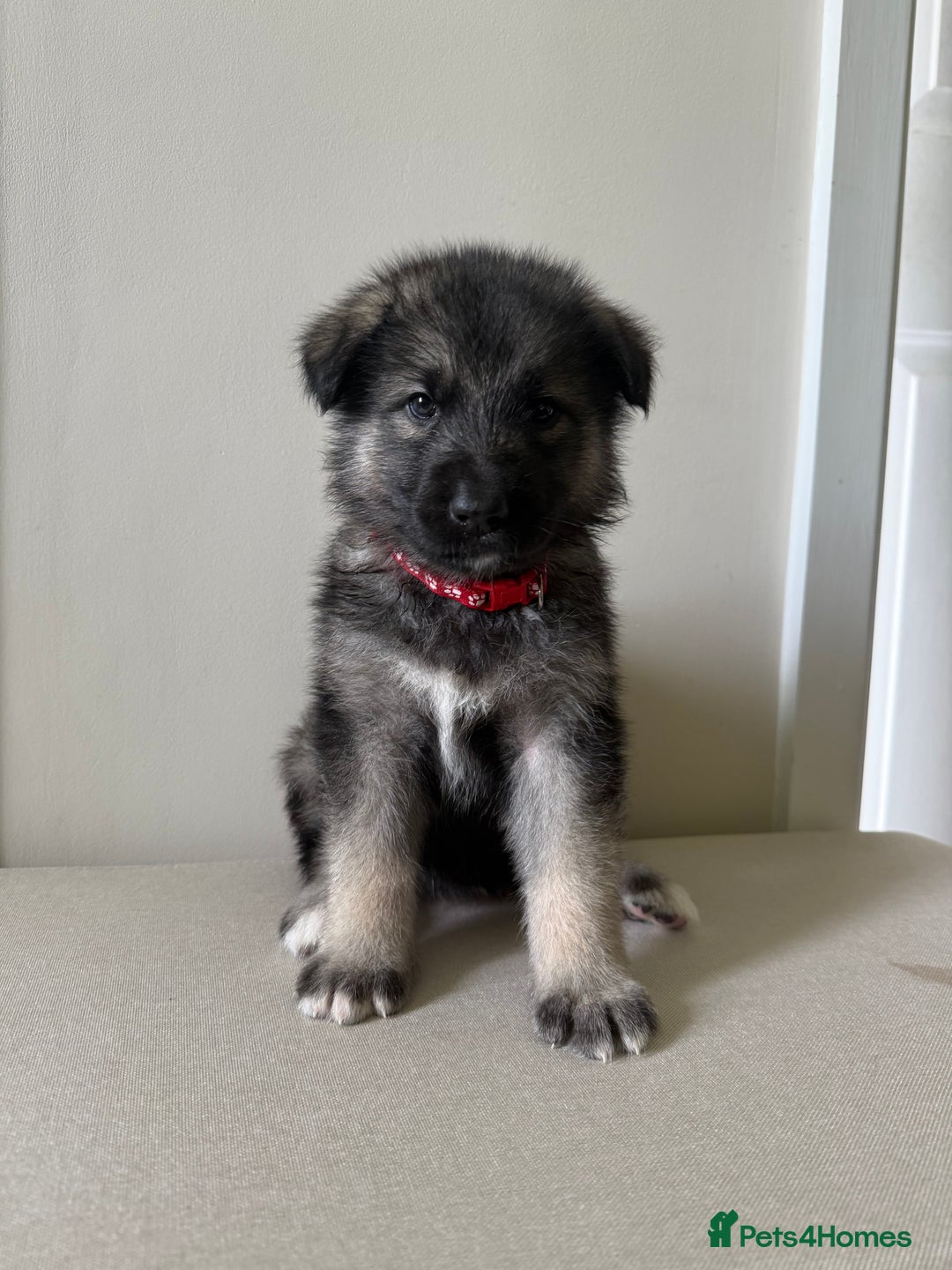 Mixed Breed dogs for sale: Alaskan Malamute x German Shepard Cross puppies - Image 2