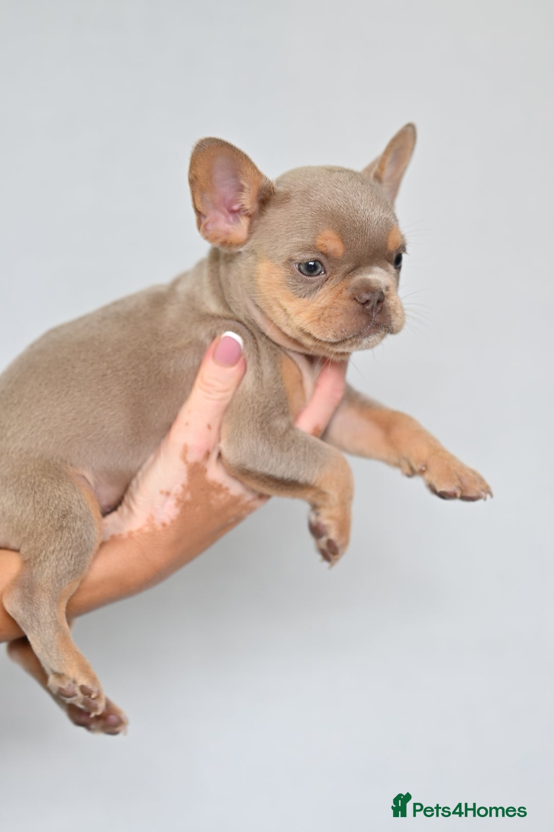 French Bulldog dogs for sale: Fluffy French Bulldogs/DNA Tested Parents  - Image 14