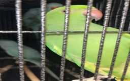 Ringnecks birds for sale: Indian ringnecks blue/green - Image 8