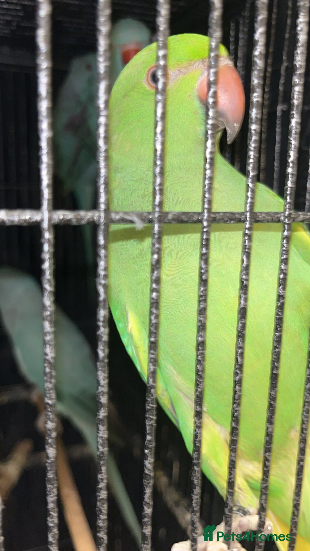 Ringnecks birds for sale: Indian ringnecks blue/green - Image 8