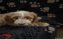 Cockapoo dogs for sale: F1 Apricot cockapoo’s boys and girls  - Image 13