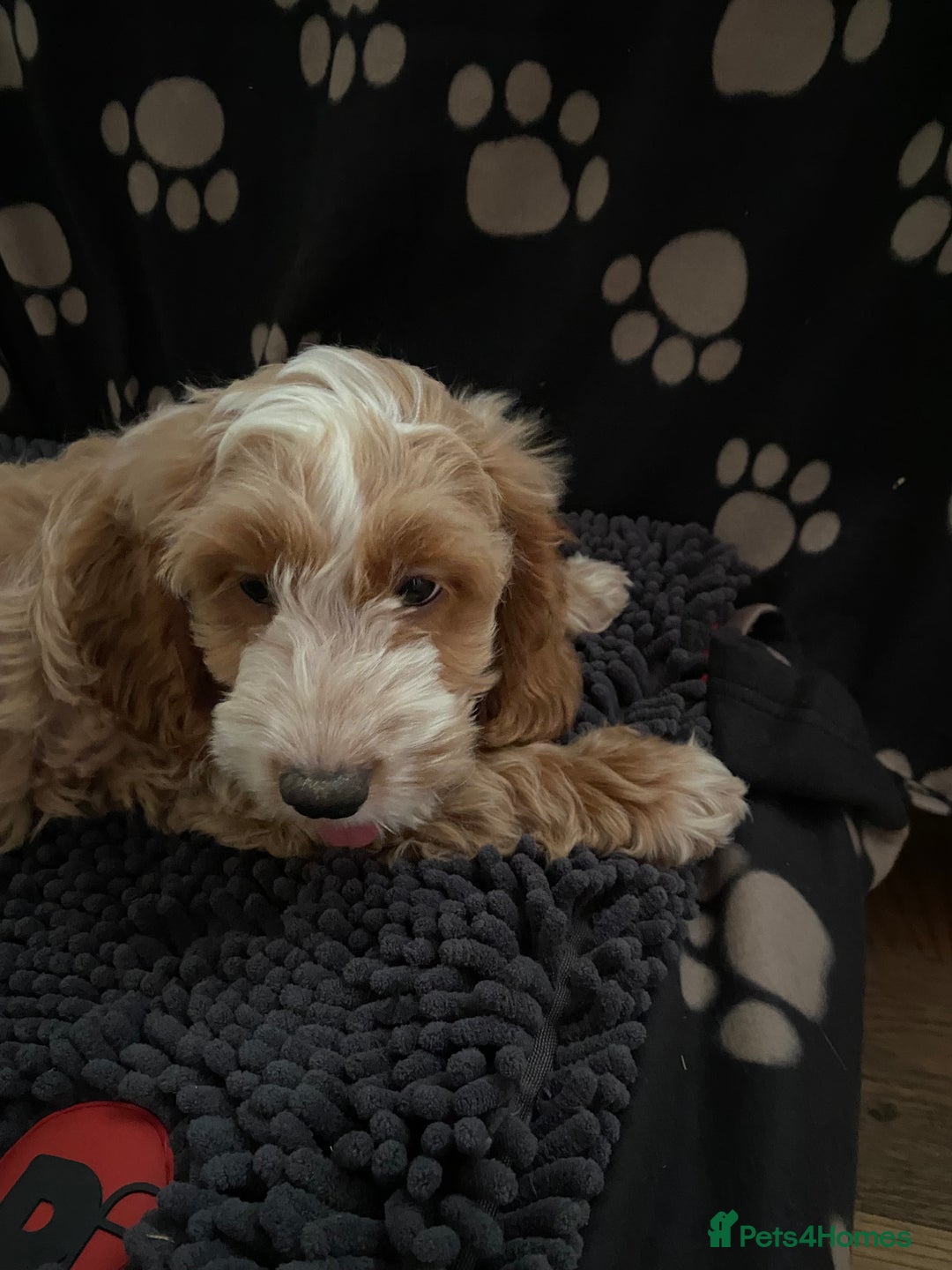 Cockapoo dogs for sale: F1 Apricot cockapoo’s boys and girls  - Image 13