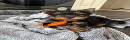 Yorkshire Terrier dogs for sale: 🐶 Beautiful Yorkshire Terrier Puppy 🐾 in Burton-on-Trent - Advert 4