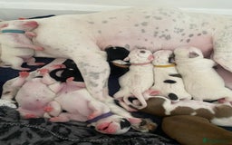 Mixed Breed dogs for sale: Lurcher  - Image 12