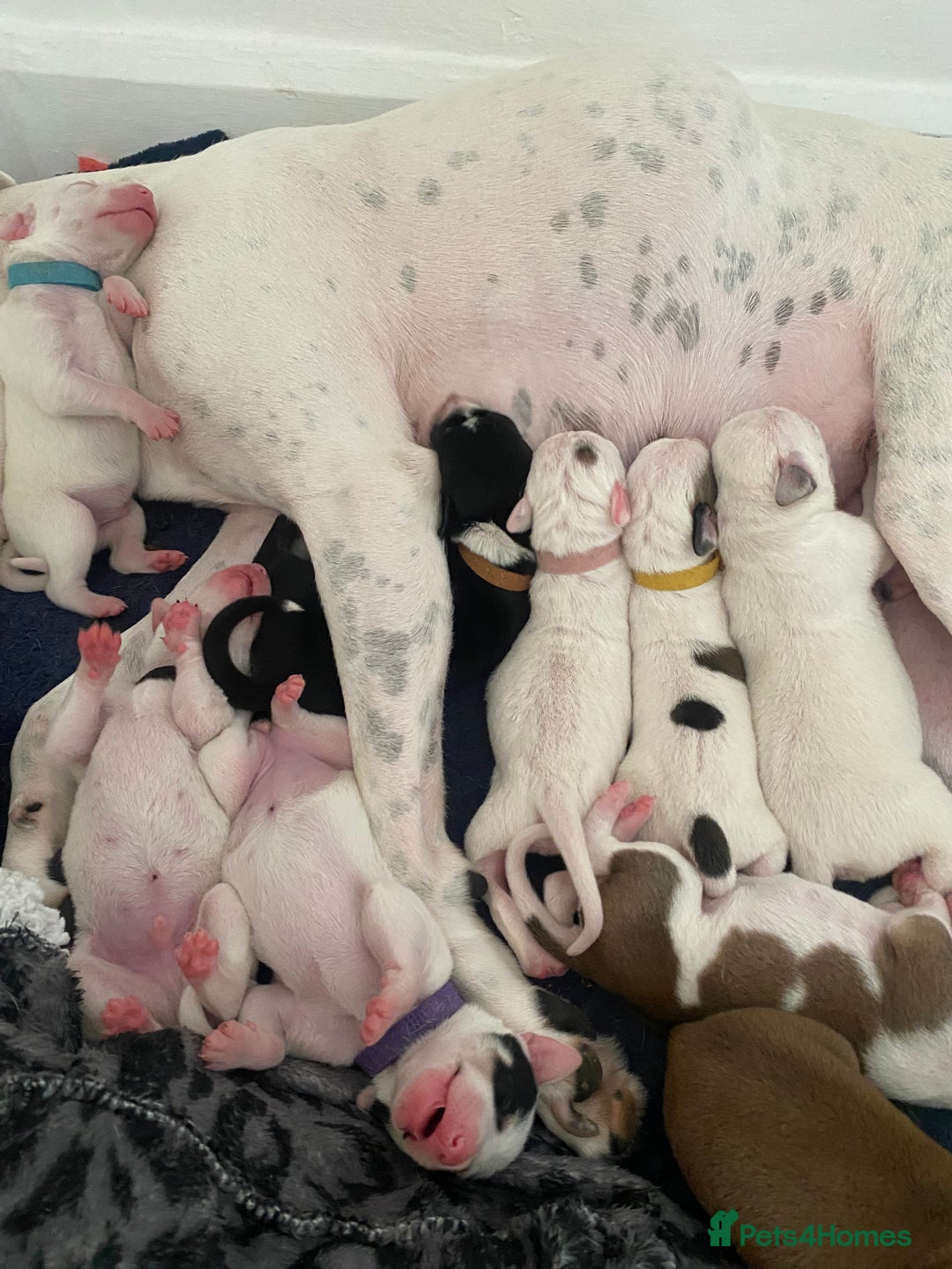 Mixed Breed dogs for sale: Lurcher  - Image 12