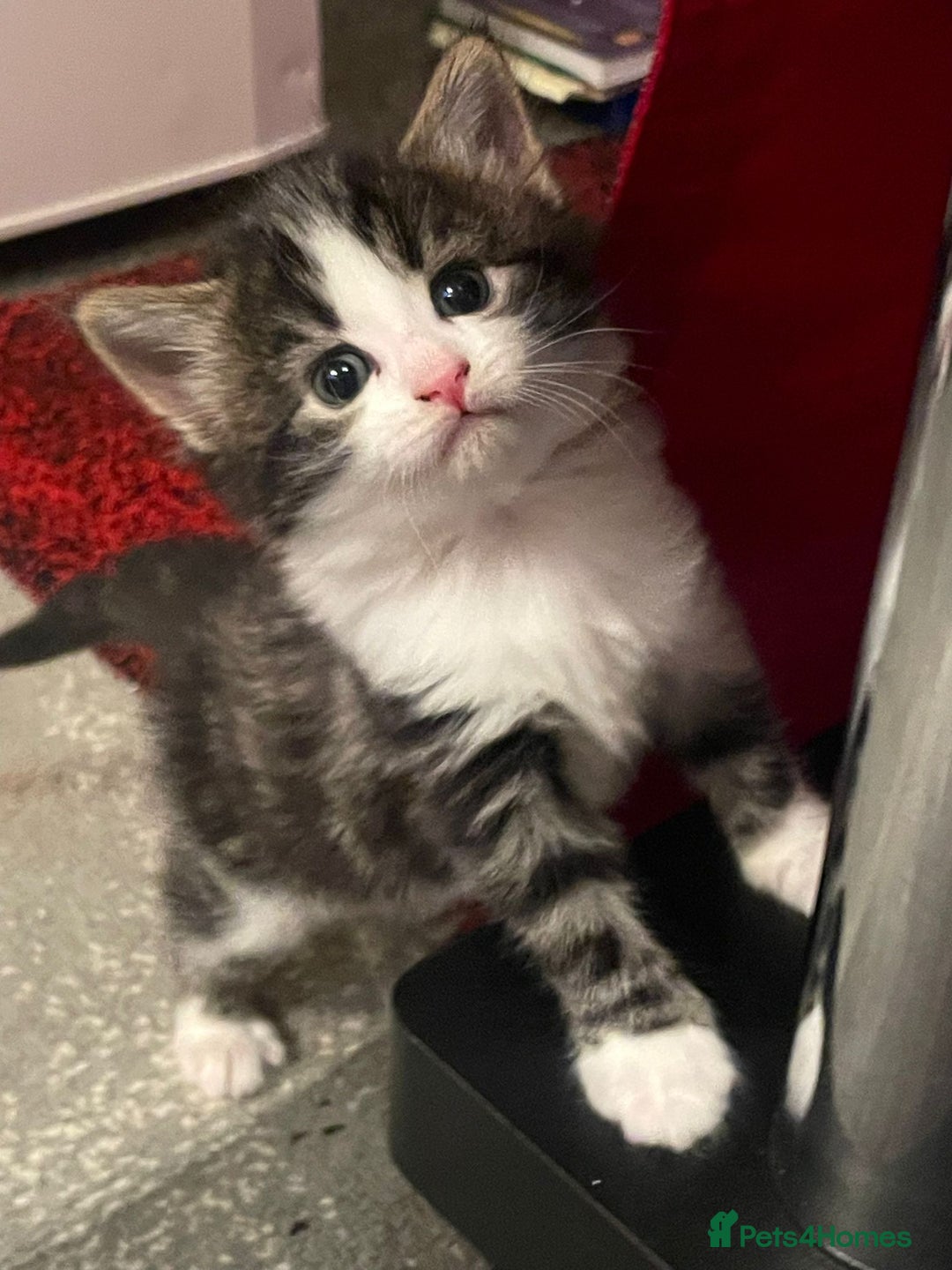 Domestic Shorthair cats for sale: Lovely kittens  - Advert 1