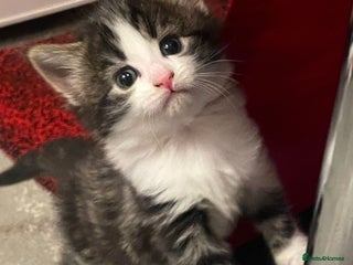 Domestic Shorthair cats Lovely kittens - Advert 1