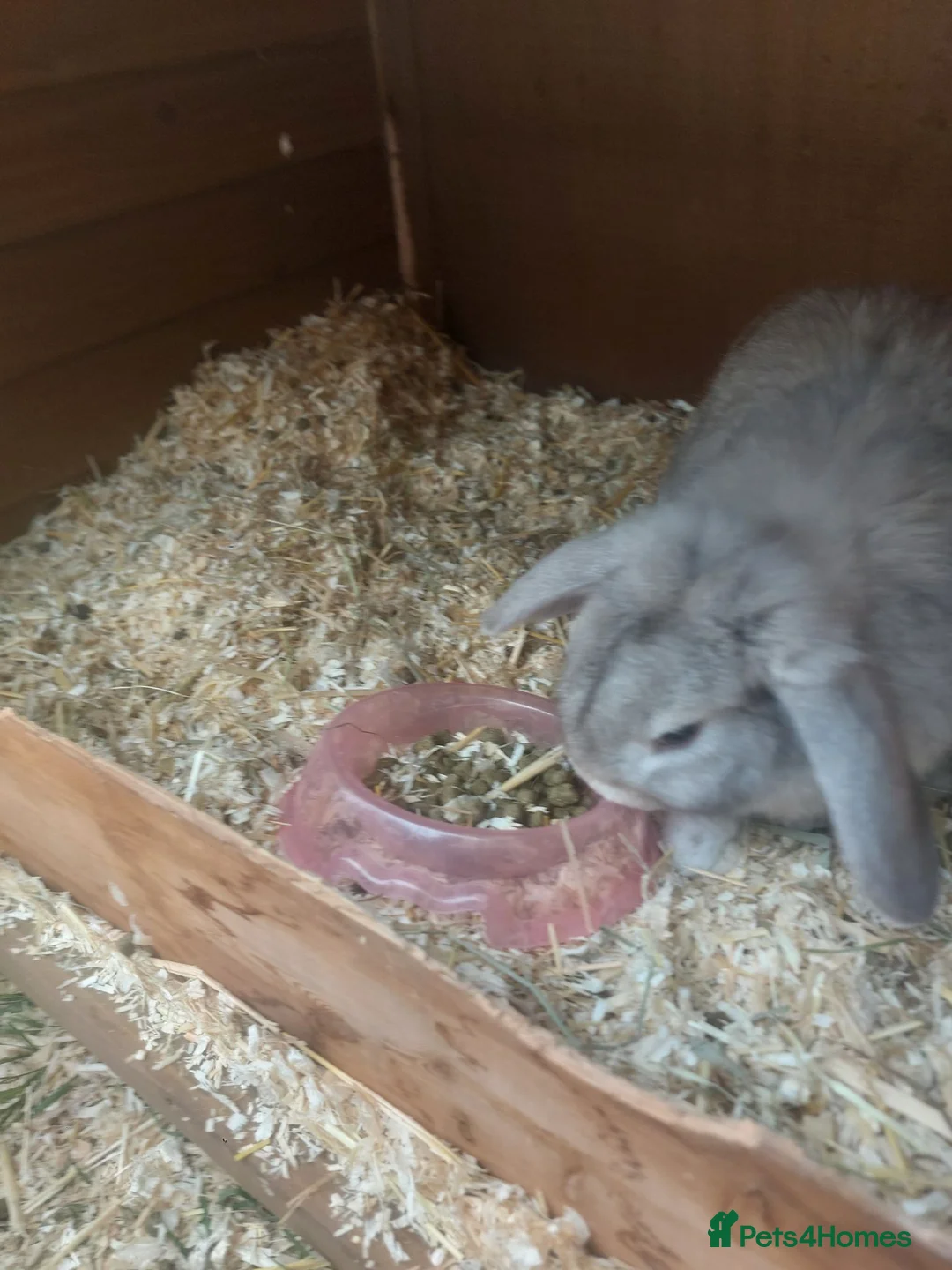 English Lop rabbits for sale: Pure bread lop  - Advert 2
