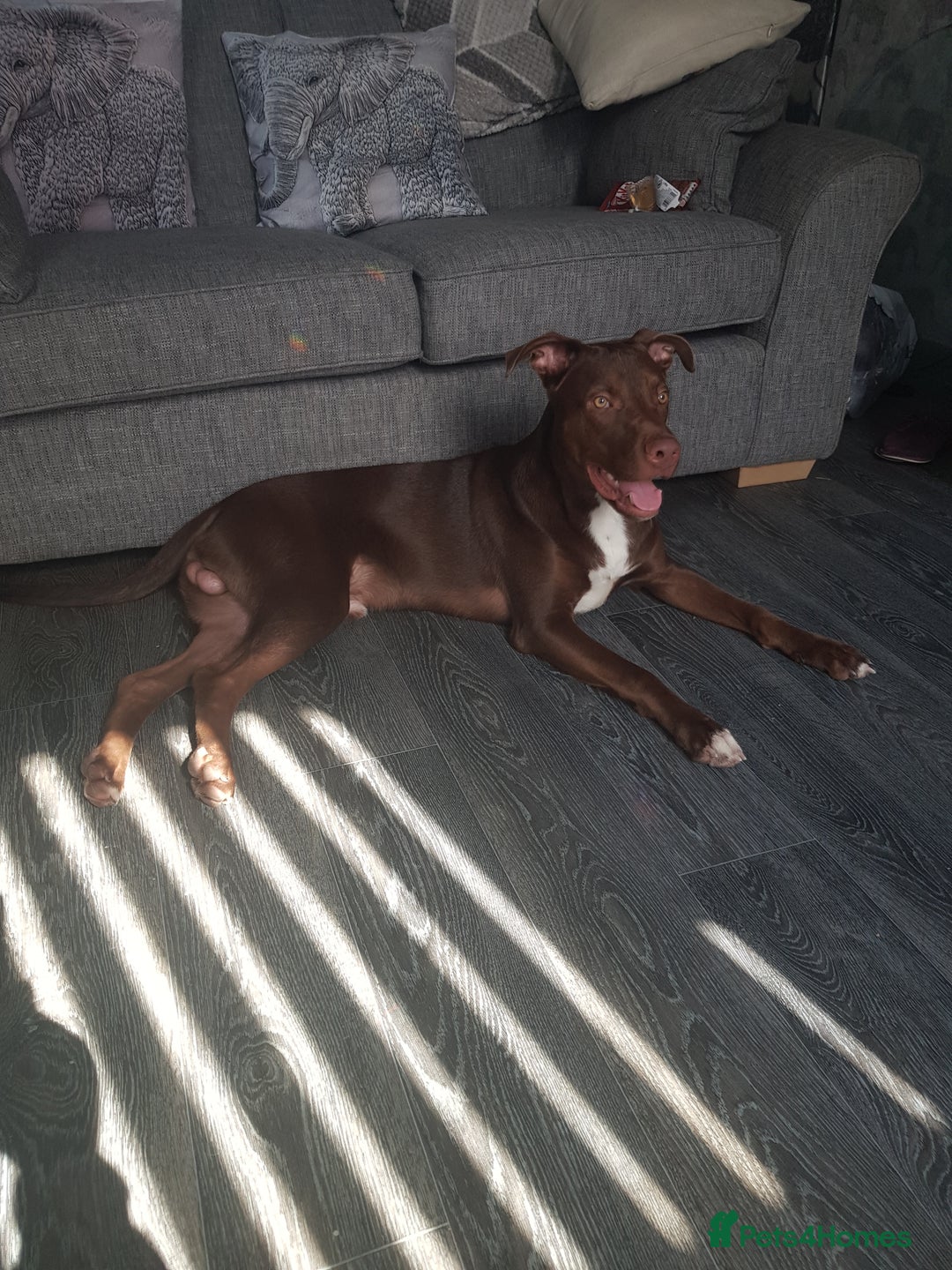 Mixed Breed dogs for sale: Xl,staffy,collie mix boy 7 months - Image 7