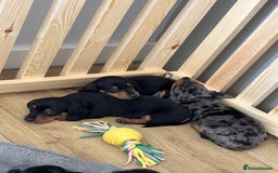 Dachshund dogs for sale: Ready soon! 🤎🖤 Miniature Dacshund Puppy, Male.  - Image 3
