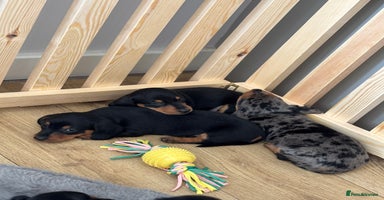 Dachshund dogs - Advert 1