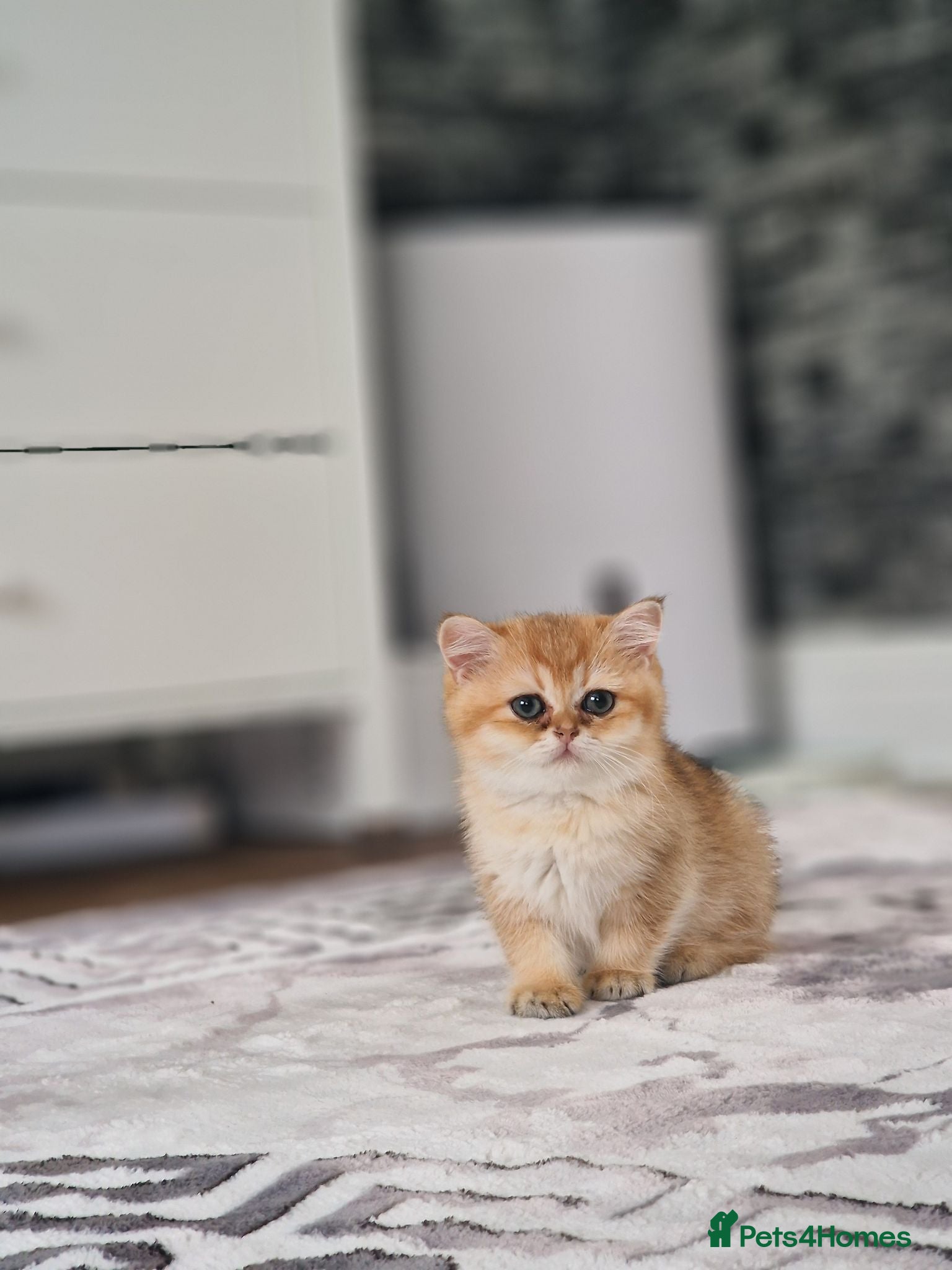 British Shorthair cats Stunning British Shorthair Golden Chinchilla - Advert 2