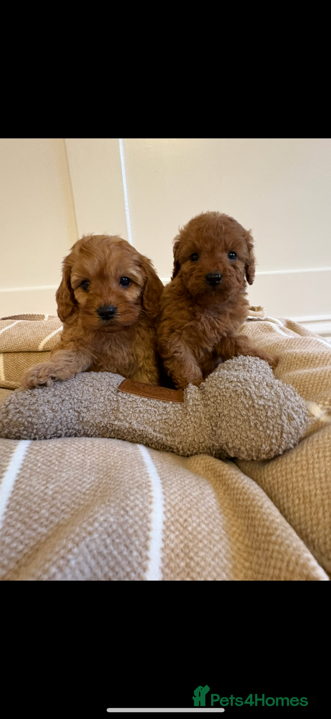 Cavapoo dogs for sale: LICENSED BREEDER QUALITY HEALTH TESTED CAVAPOOS - Advert 7