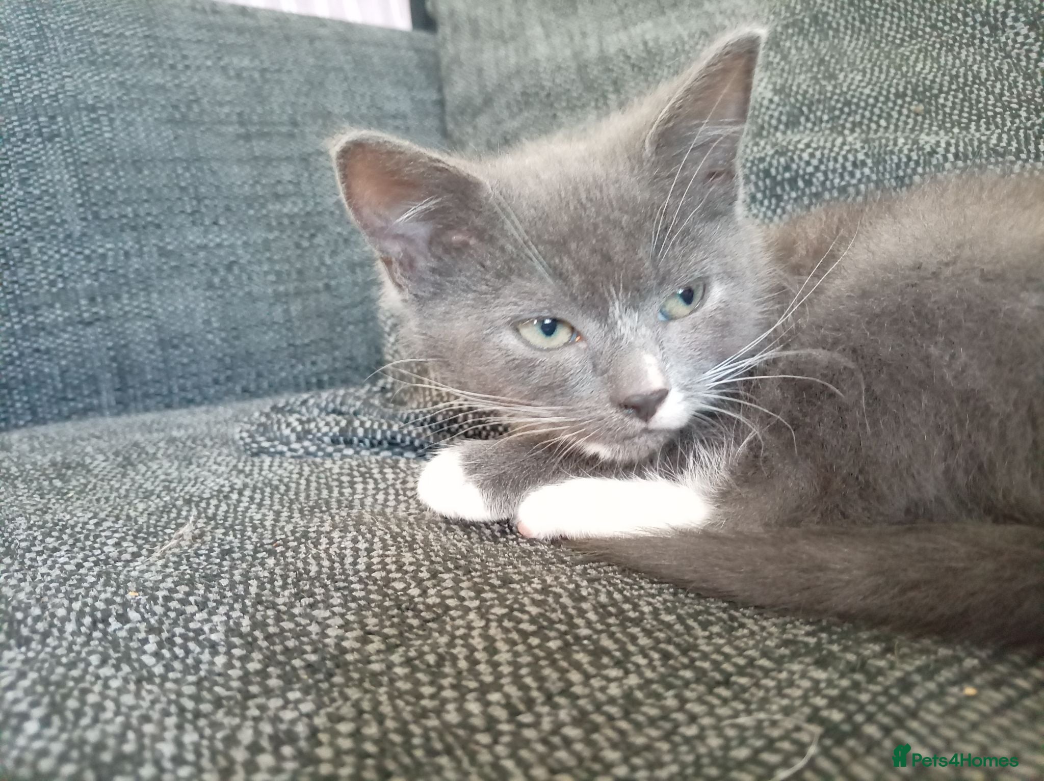Mixed Breed cats Grey kitten - Advert 7