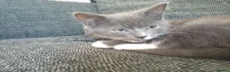 Mixed Breed cats for sale: Grey kitten - Advert 1