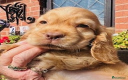 Cocker Spaniel dogs for sale: lyncham cocker spaniels - Image 1