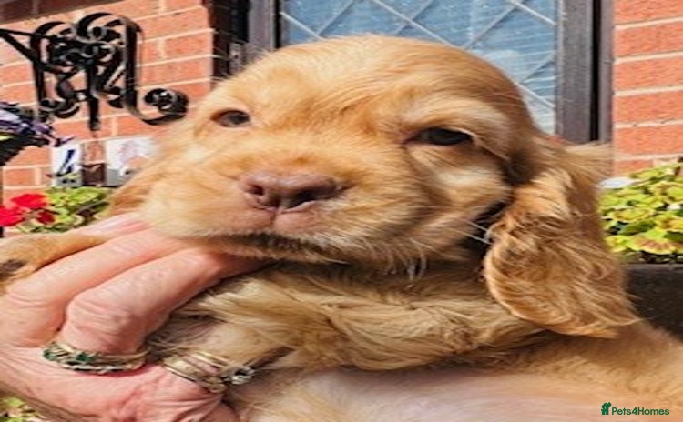 Cocker Spaniel dogs - Advert 3