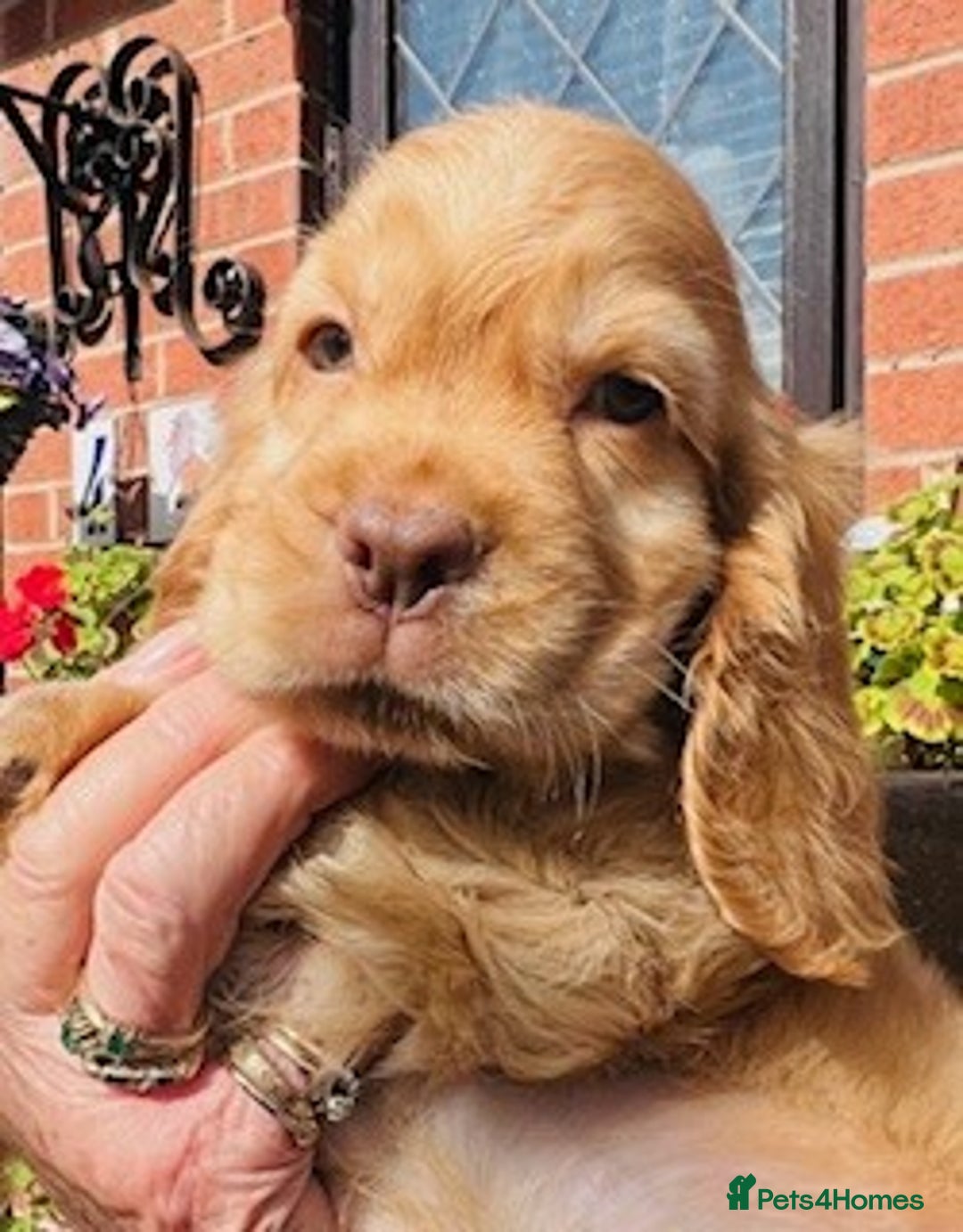 Cocker Spaniel dogs for sale: lyncham cocker spaniels - Image 1