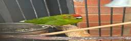 Mixed Breed birds for sale: Male and female and 5ft standing cage  in Mansfield - Advert 3