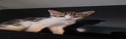 Mixed Breed cats for sale: Beautiful kittens ready for their forever homes - Advert 11