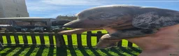 Dachshund dogs for sale: Standard KC Dachshunds  - Advert 15