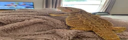 Bearded Dragon reptiles for sale: Mild mannered bearded dragon for sale  in Pontyclun - Advert 7