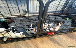 Jack Russell dogs for sale: jack Russell puppies for sell  - Image 9