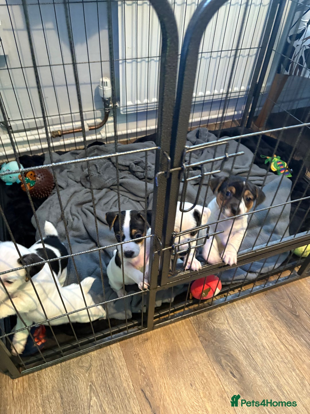 Jack Russell dogs for sale: jack Russell puppies for sell  - Image 9