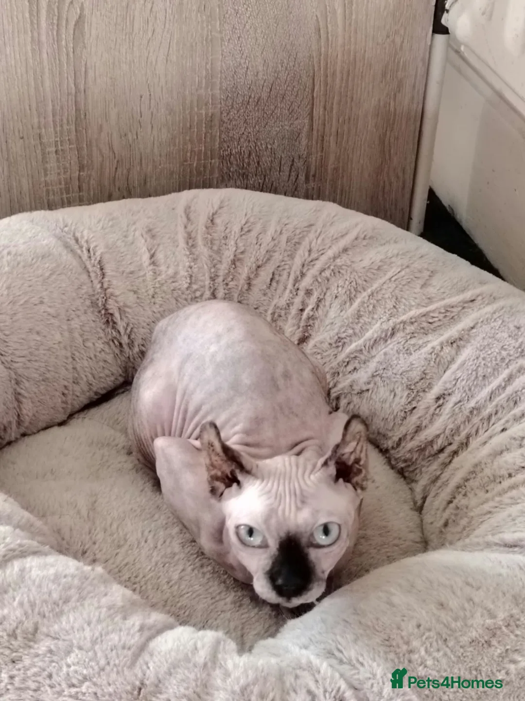 Sphynx cats for sale: SPHYNX FEMALE KITTEN  - Advert 1