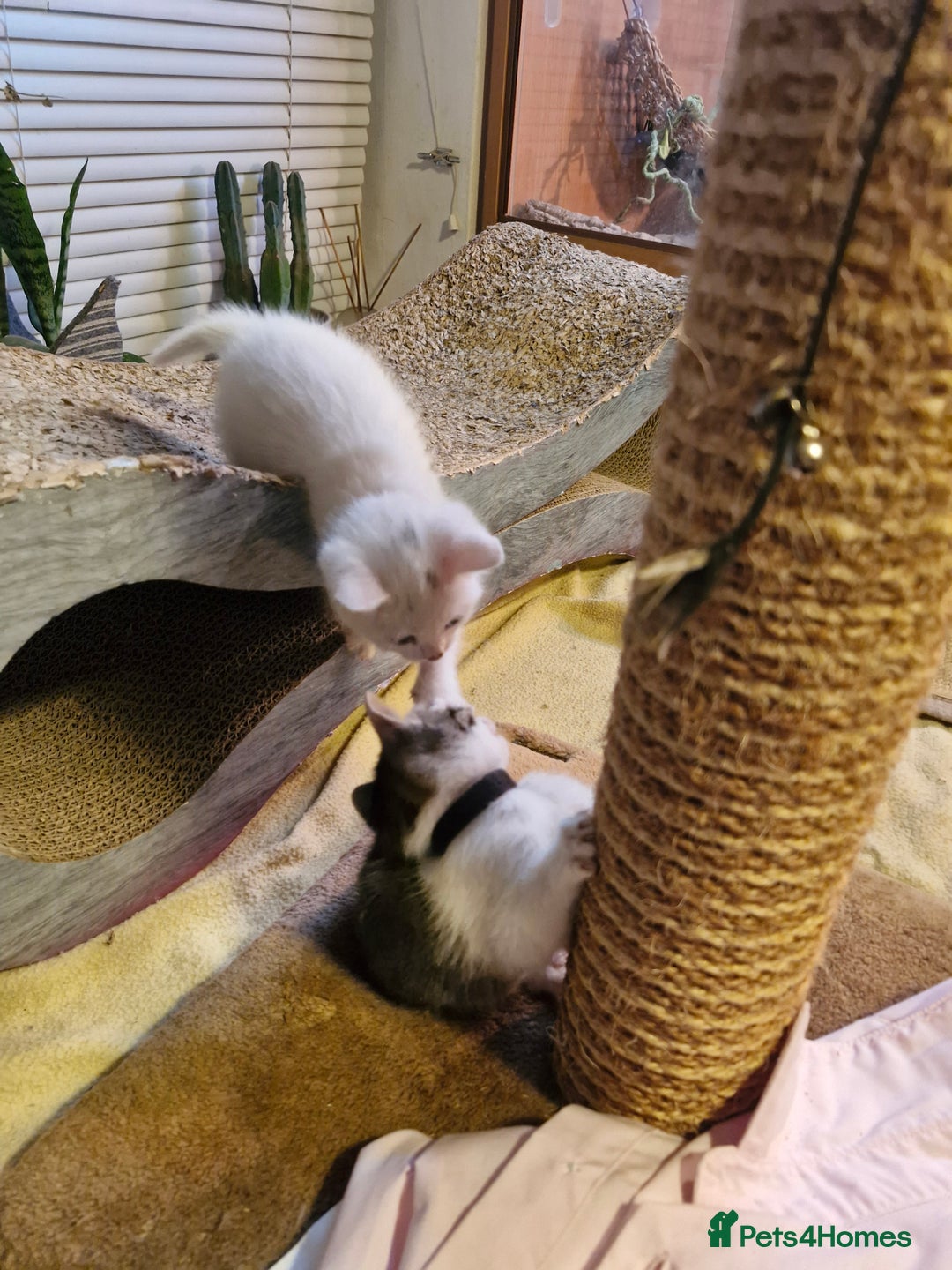 Mixed Breed cats for sale: Beautiful Siamese cross kittens - Advert 25