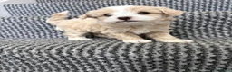 Maltipoo dogs for sale: 4 maltipoos - Advert 5