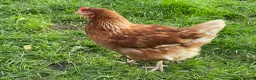Chickens poultry for sale: Lohmann brown chickens pol - Advert 3