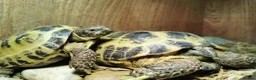 Tortoise reptiles for sale: Two Horsefield Tortoise need a new home in Thetford - Advert 2