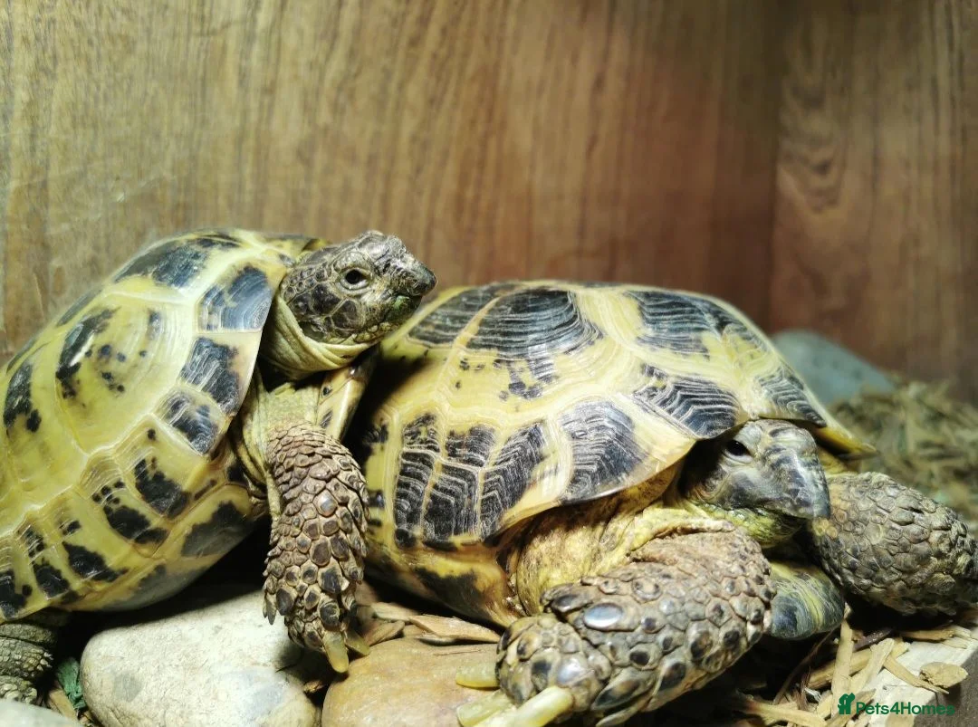 Tortoise reptiles for sale: Two Horsefield Tortoise need a new home in Thetford - Advert 2