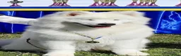 Samoyed dogs for sale: 🐾 Beautiful Samoyed Puppies Available 🐾 - Advert 9