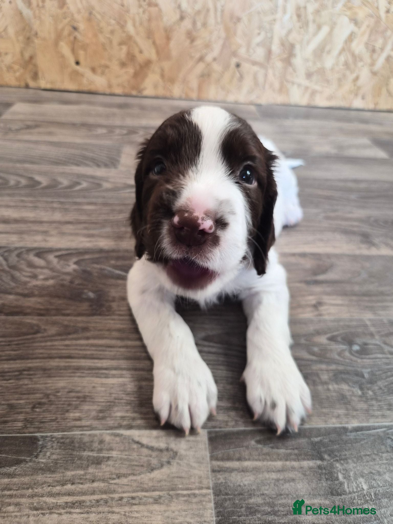 English Springer Spaniel dogs *One puppy left* KC English Springer Puppies - Advert 1