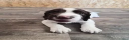 English Springer Spaniel dogs for sale: *One puppy left* KC English Springer Puppies - Advert 1