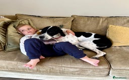 Pointer dogs for sale: KC reg Pointer Puppies - Image 7