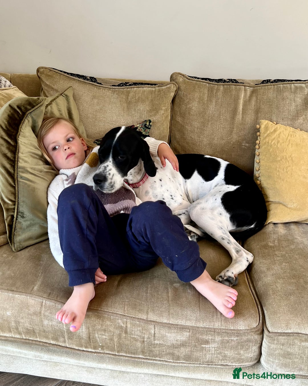 Pointer dogs for sale: KC reg Pointer Puppies - Image 7