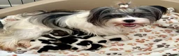 Biewer Terrier dogs for sale: Tiny Biewer Girl Fifi – Ready Now ❤️ - Advert 10