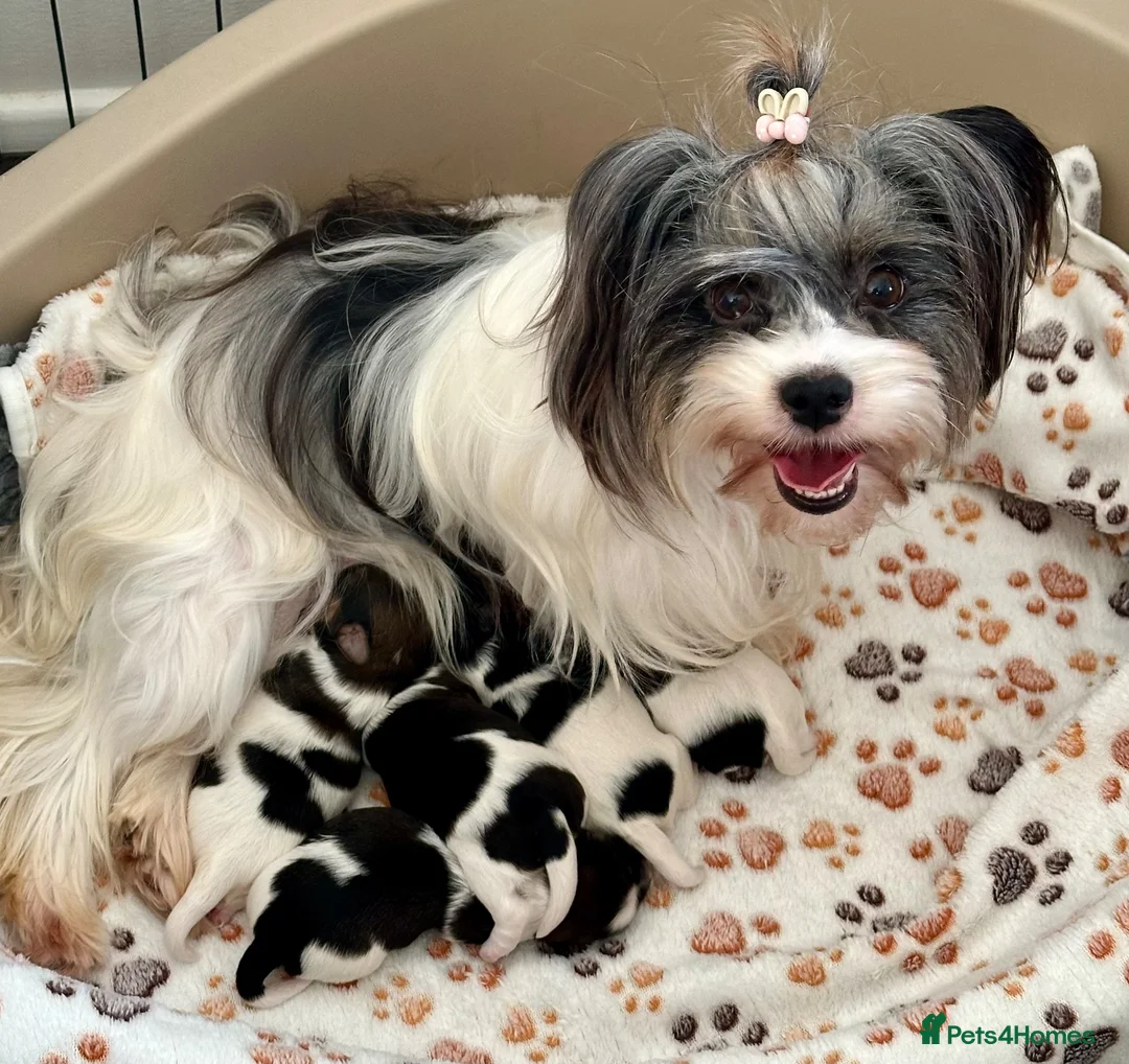 Biewer Terrier dogs for sale: Tiny Biewer Girl Fifi – Ready Now ❤️ - Advert 10
