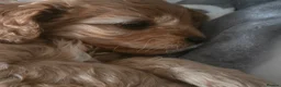 Cavapoo dogs for sale: Teddy bear F1 cavapoo  - Advert 25
